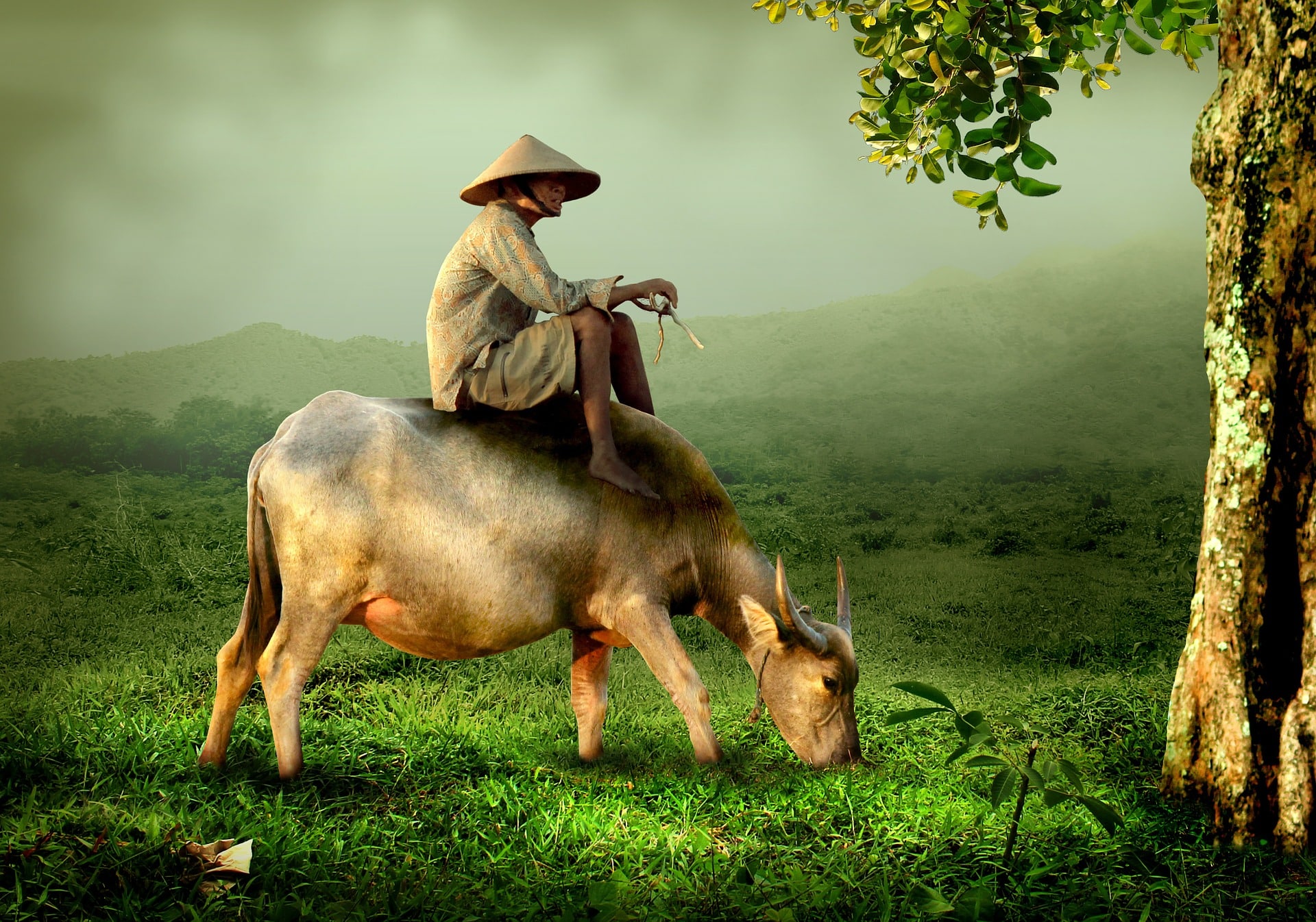 cow-519246_1920